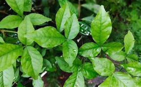 ମଧୁମେହ ଠାରୁ ପେଟ ଜନିତ ଅନେକ ସମସ୍ୟା ଦୂର କରେ ବେଲପତ୍ର