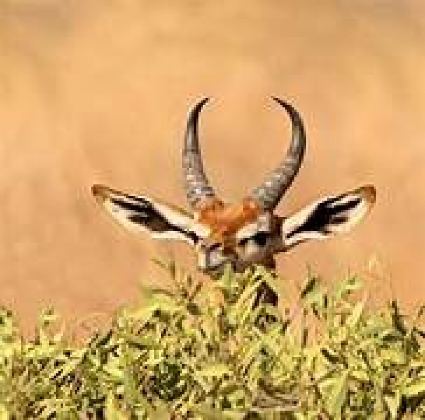 ଜେରେନୁକ୍ ପାଣି ନ ପିଇ ସାରା ଜୀବନ କାଟିପାରେ