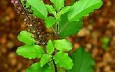 ତୁଳସୀ ପାଖରେ ରଖନ୍ତୁ ନାହିଁ ଏପରି ଜିନିଷ