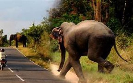 ହାତୀ ଆକ୍ରମଣ: ଜଣେ ମୃତ