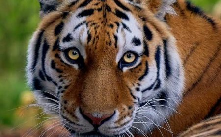 ୯ ମାସରେ ୧୪୬ ବାଘ ମୃତ , ଭାଙ୍ଗିଲା ୧୧ ବର୍ଷର ରେକର୍ଡ : ‘ଏନ୍‌ଟିସିଏ