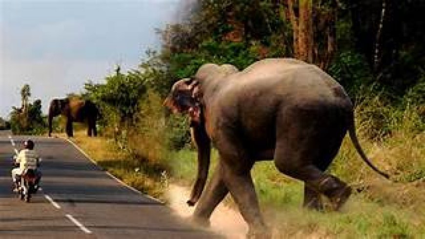 ହାତୀ ଆକ୍ରମଣ: ଜଣେ ମୃତ