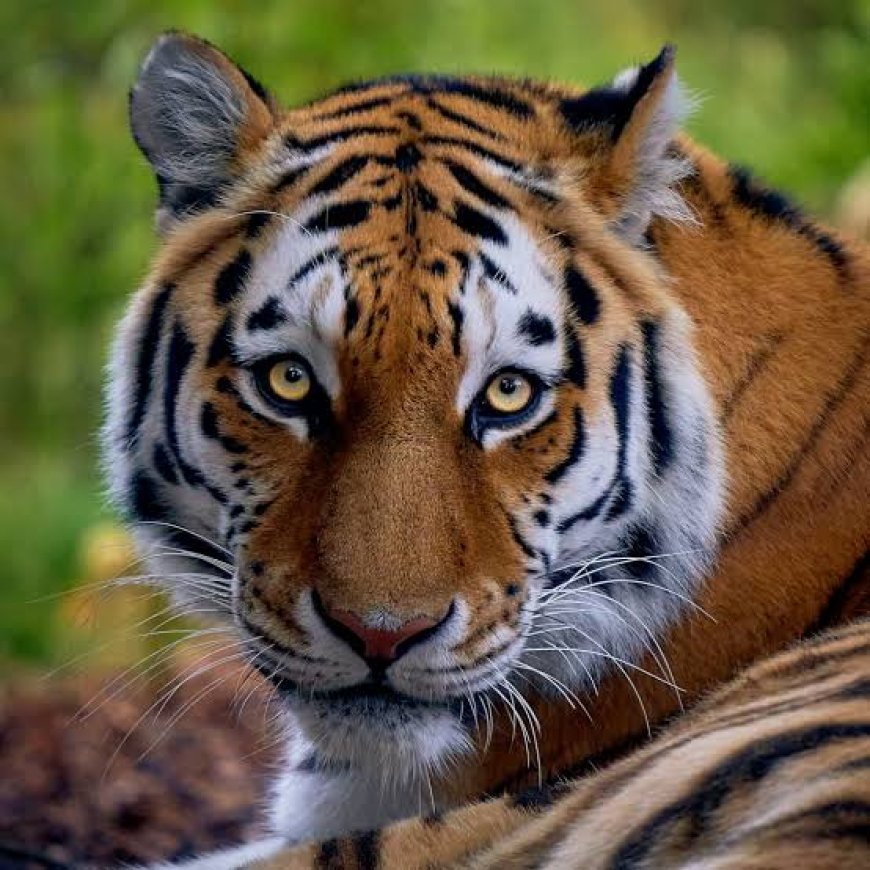 ୯ ମାସରେ ୧୪୬ ବାଘ ମୃତ , ଭାଙ୍ଗିଲା ୧୧ ବର୍ଷର ରେକର୍ଡ : ‘ଏନ୍‌ଟିସିଏ