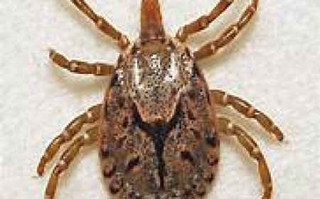 ରାଜ୍ୟରେ ୨ ହଜାରରୁ ଉର୍ଦ୍ଧ୍ୱ ଲୋକ ସ୍କ୍ରବ୍‌ ଟାଇଫସ୍‌ରେ ଆକ୍ରାନ୍ତ: ଜନସ୍ୱାସ୍ଥ୍ୟ ନିର୍ଦ୍ଦେଶକ