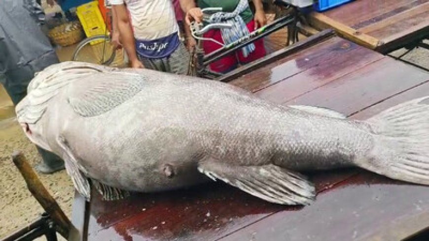 ୨୫ ହଜାର ମୂଲ୍ୟରେ ଗୋଟିଏ ମାଛ