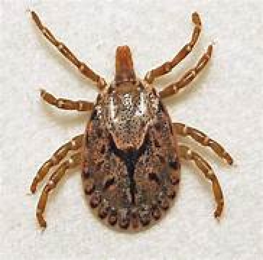 ରାଜ୍ୟରେ ୨ ହଜାରରୁ ଉର୍ଦ୍ଧ୍ୱ ଲୋକ ସ୍କ୍ରବ୍‌ ଟାଇଫସ୍‌ରେ ଆକ୍ରାନ୍ତ: ଜନସ୍ୱାସ୍ଥ୍ୟ ନିର୍ଦ୍ଦେଶକ