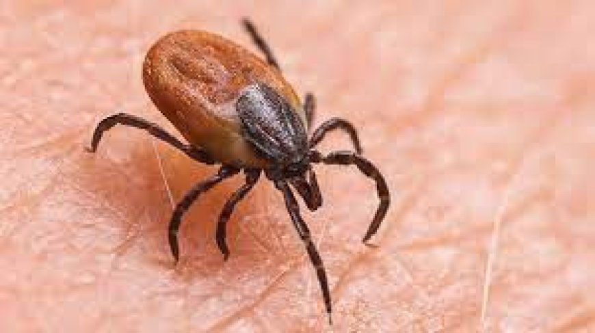 ସ୍କ୍ରବ ଟାଇଫସ:ସୁନ୍ଦରଗଡ଼ରେ ପୁଣି ୧୨ ଆକ୍ରାନ୍ତ ଚିହ୍ନଟ