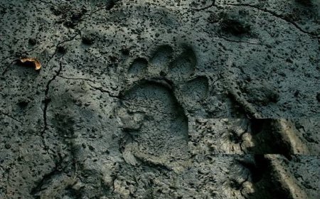 ବାଘ ପାଦ ଚିହ୍ନ ଠାବ ହେଲା ଡିମିରିପଙ୍କାଳ ଜଙ୍ଗଲରେ