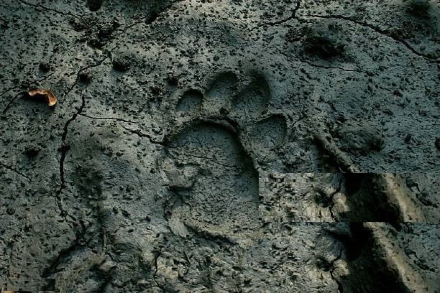 ବାଘ ପାଦ ଚିହ୍ନ ଠାବ ହେଲା ଡିମିରିପଙ୍କାଳ ଜଙ୍ଗଲରେ