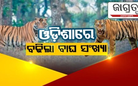 ଚଳିତବର୍ଷ ରାଜ୍ୟରେ ବୃଦ୍ଧି ପାଇଛି ବାଘ ସଂଖ୍ୟା